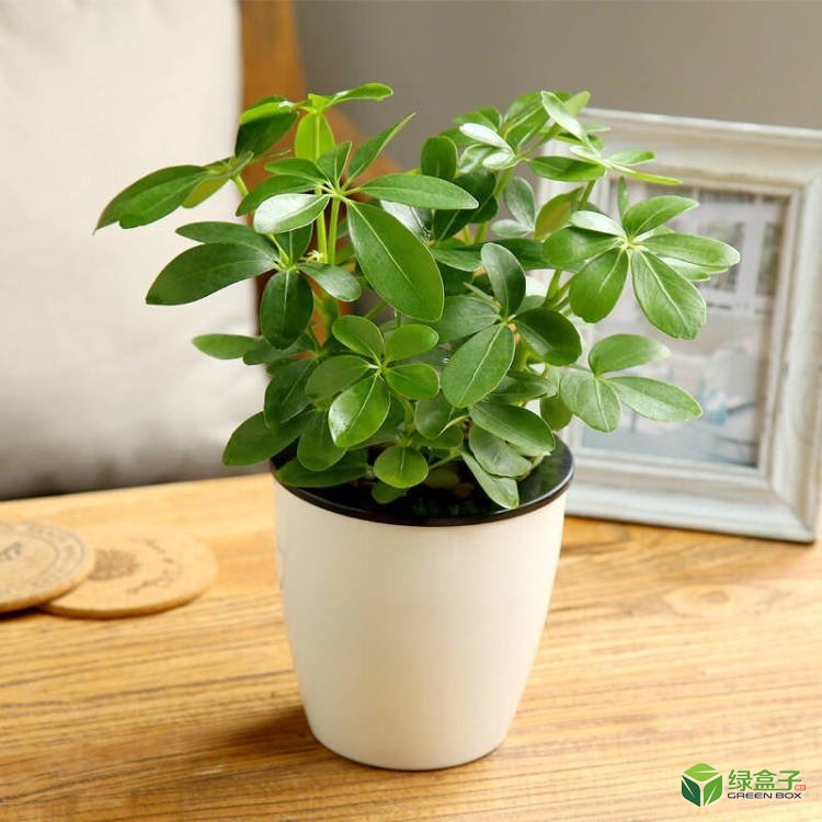 植物租賃5.jpg 植物租賃5.jpg