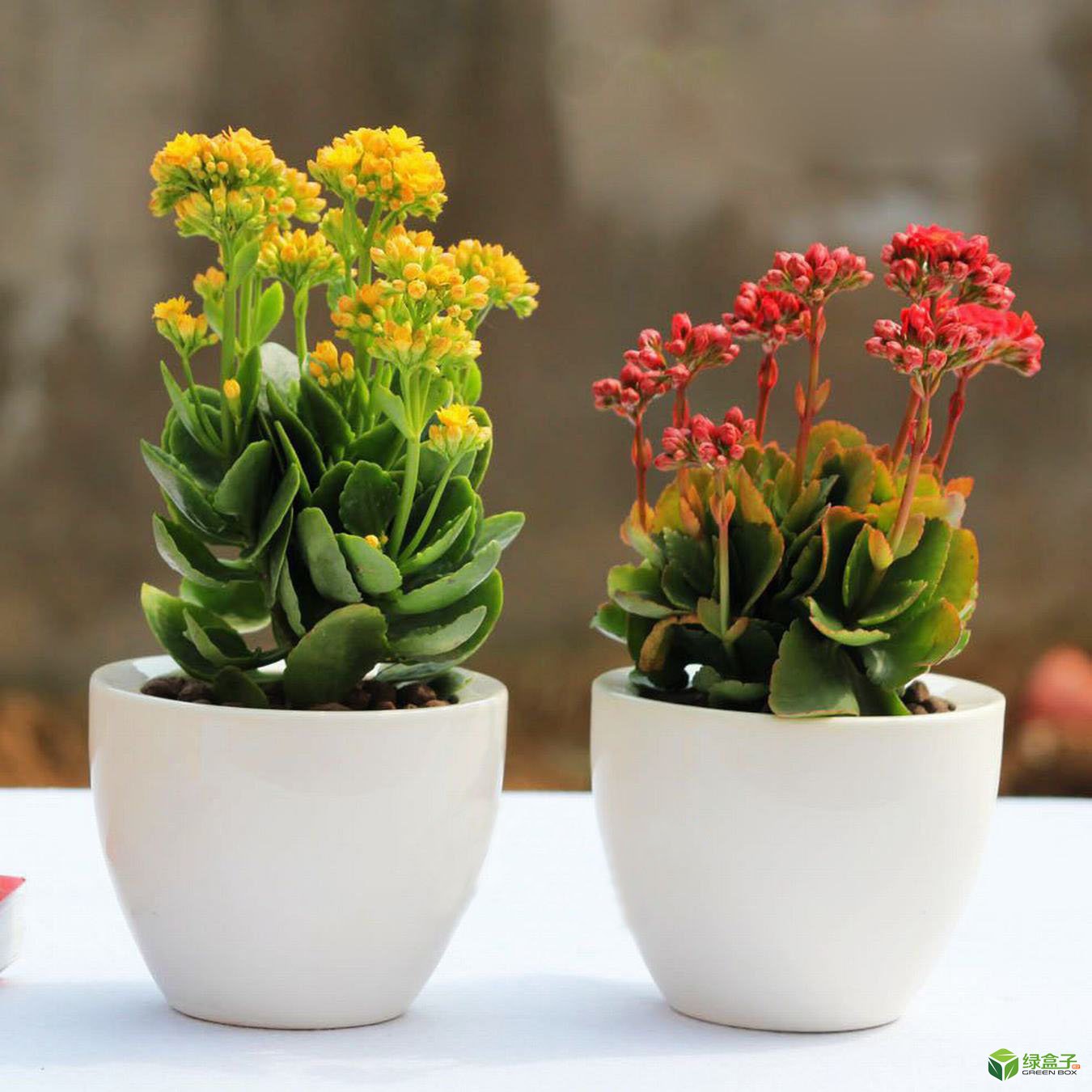 植物租賃6.jpg 植物租賃6.jpg