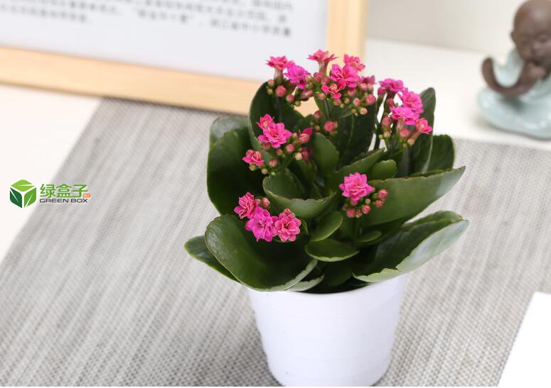 植物租賃3.jpg 植物租賃3.jpg