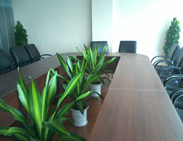 天河科技綠植租賃項(xiàng)目