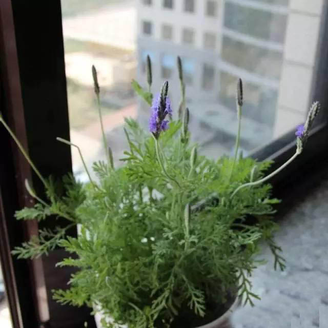 夏日天熱清香驅(qū)蚊盆栽，你知道多少？