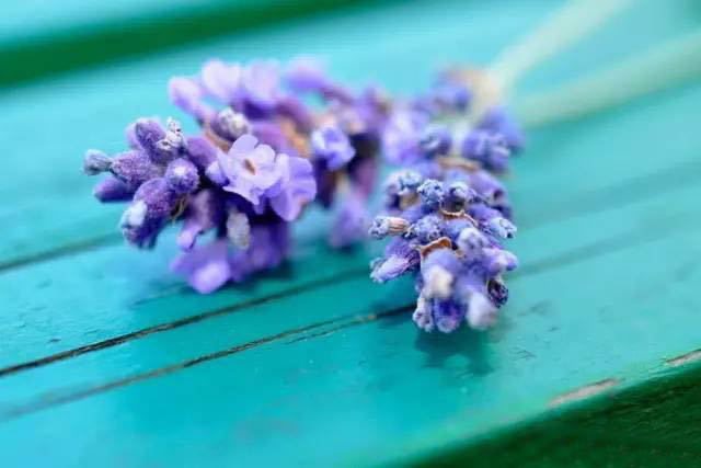 夏日天熱清香驅(qū)蚊盆栽，你知道多少？