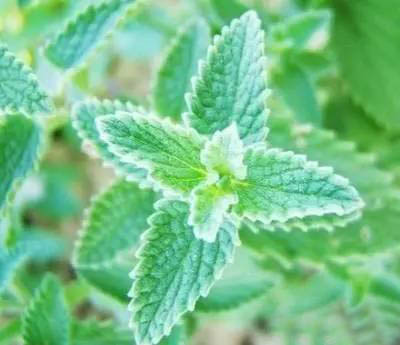 夏日天熱清香驅(qū)蚊盆栽，你知道多少？