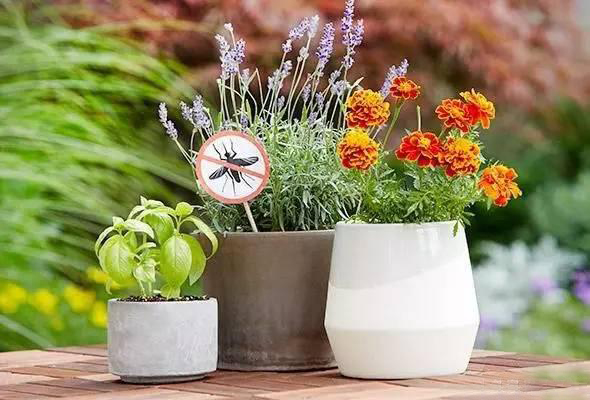 夏日天熱清香驅(qū)蚊盆栽，你知道多少？