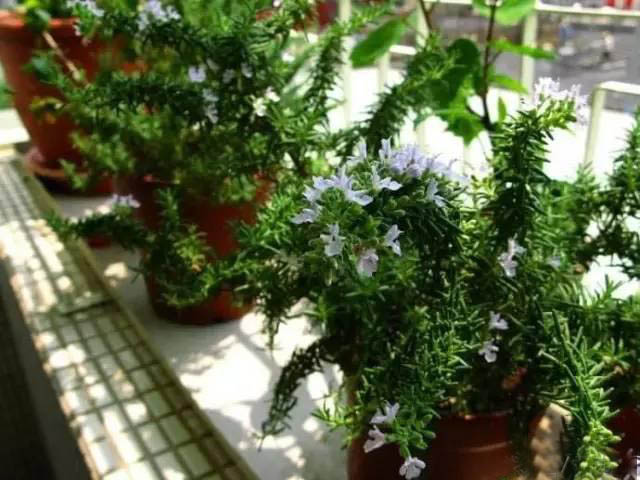 夏日天熱清香驅(qū)蚊盆栽，你知道多少？