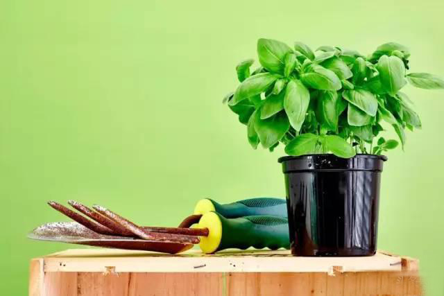 夏日天熱清香驅(qū)蚊盆栽，你知道多少？