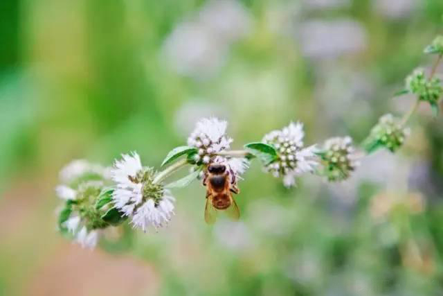 夏日天熱清香驅(qū)蚊盆栽，你知道多少？