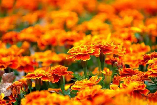 夏日天熱清香驅(qū)蚊盆栽，你知道多少？