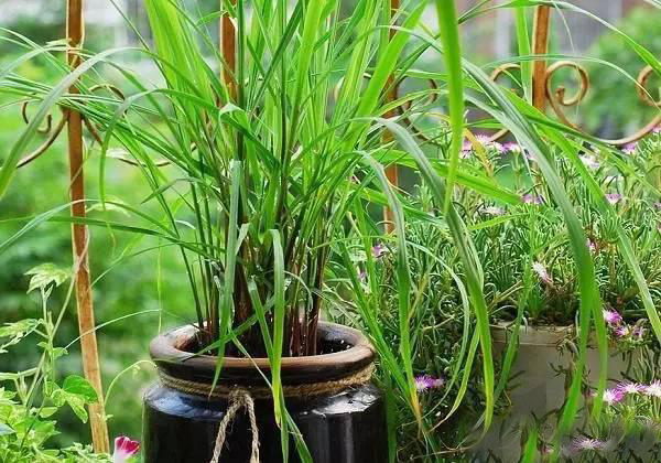 夏日天熱清香驅(qū)蚊盆栽，你知道多少？