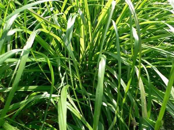 夏日天熱清香驅(qū)蚊盆栽，你知道多少？