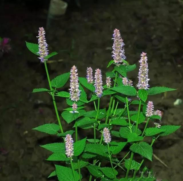 夏日天熱清香驅(qū)蚊盆栽，你知道多少？