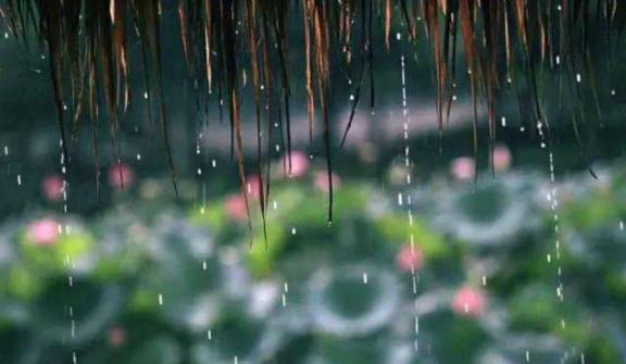 梅雨季節(jié)，養(yǎng)花怎么做？