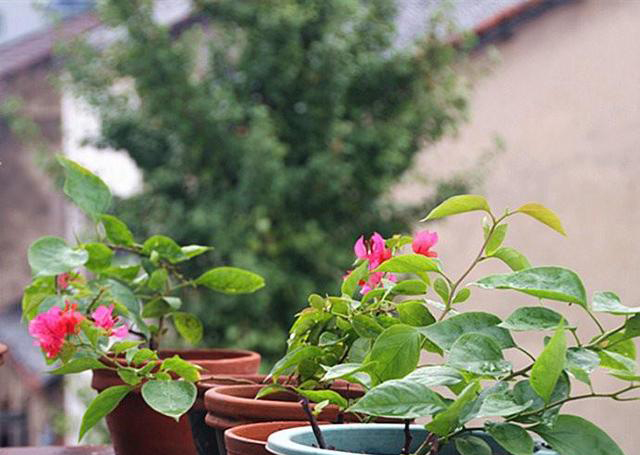 梅雨季節(jié)，養(yǎng)花怎么做？