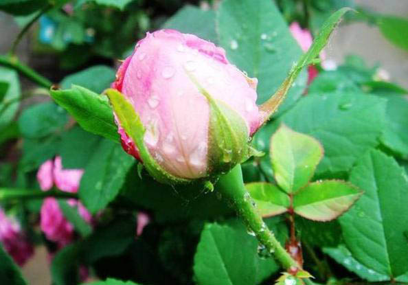 梅雨季節(jié)，養(yǎng)花怎么做？