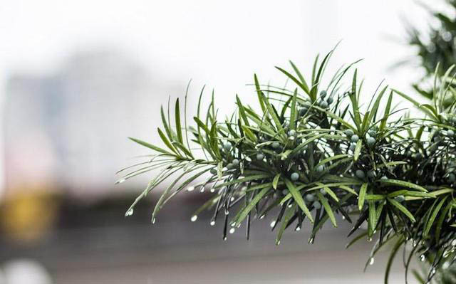 梅雨季節(jié)，養(yǎng)花怎么做？