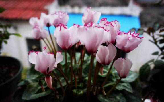 梅雨季節(jié)，養(yǎng)花怎么做？