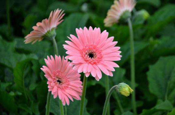 梅雨季節(jié)，養(yǎng)花怎么做？