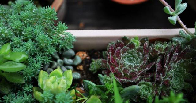 梅雨季節(jié)，養(yǎng)花怎么做？