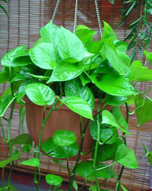 梅雨季節(jié)，養(yǎng)花怎么做？