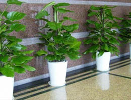 重慶某寫(xiě)字樓綠化展示