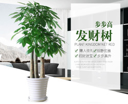步步高發(fā)財(cái)樹(shù)