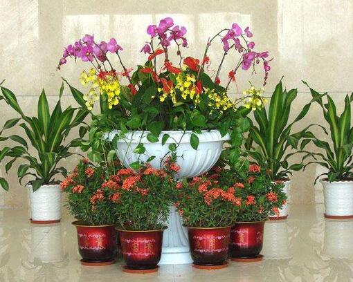 重慶綠植租擺公司哪家好，綠植對緩解眼睛視力疲勞有哪些好處