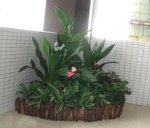 重慶綠植租擺公司哪家好，綠植對緩解眼睛視力疲勞有哪些好處