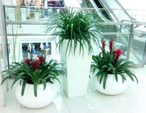 重慶綠植租賃哪家好，植物租賃行業(yè)未來(lái)前景如何