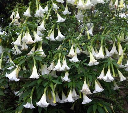 重慶綠植租擺，有些花草惹不得
