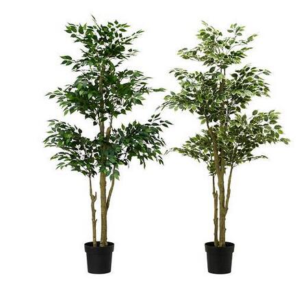 盆花植物的選購(gòu)要決