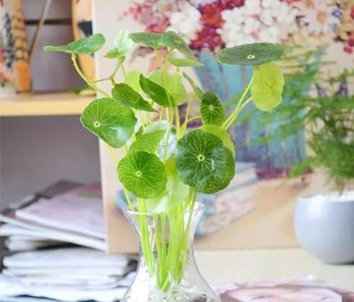 哪些植物能夠水培水養(yǎng)，水扶植物有哪些