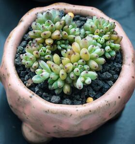 綠色植物花卉養(yǎng)護常識之一，溫度與光照