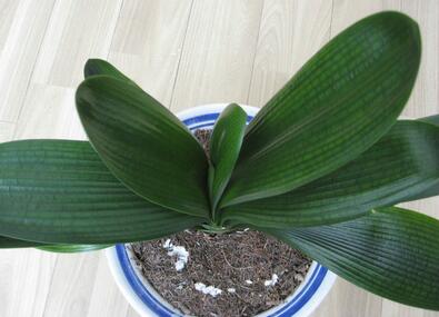 室內(nèi)植物租擺的君子蘭在養(yǎng)護時容易忽略的事宜