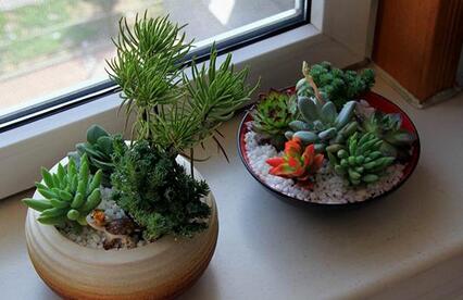 重慶養(yǎng)盆栽需要注意事項(xiàng)