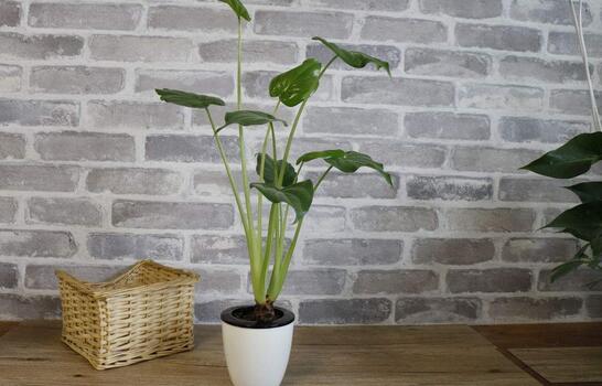 辦公室常見(jiàn)植物養(yǎng)護(hù)方法