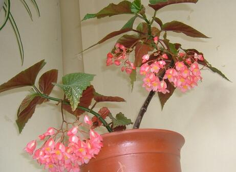 竹節(jié)秋海棠是什么，竹節(jié)秋海棠怎么養(yǎng)