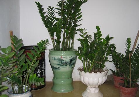 雪鐵芋和金錢樹的區(qū)別，金錢樹是什么