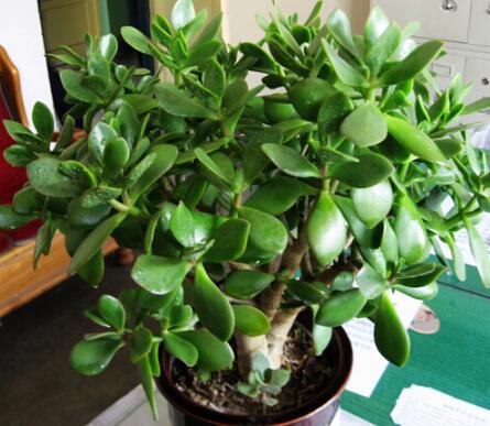 家庭室內(nèi)花草裝飾選擇