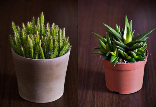 陽臺(tái)盆栽的養(yǎng)護(hù)注意事項(xiàng)