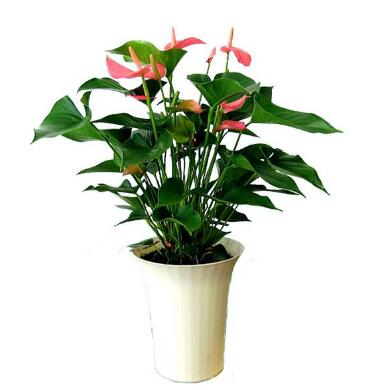 重慶花卉租賃,花香怡人宜療病