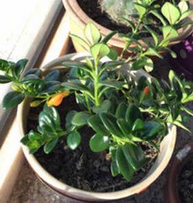 新手養(yǎng)花要注意的幾個澆水要點