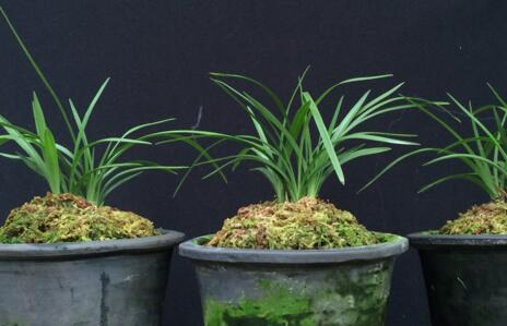 在給盆栽花澆水操作中不但不能怕麻煩而且需要細心