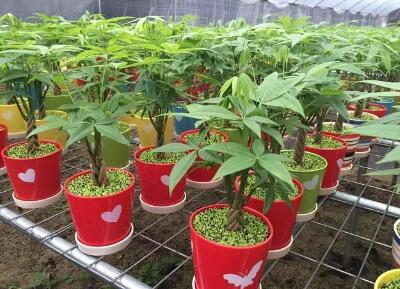 植物如何度過(guò)寒冷冬天的難關(guān)