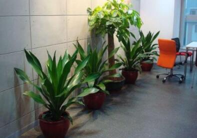 植物租賃室內(nèi)應該避免擺放的植物