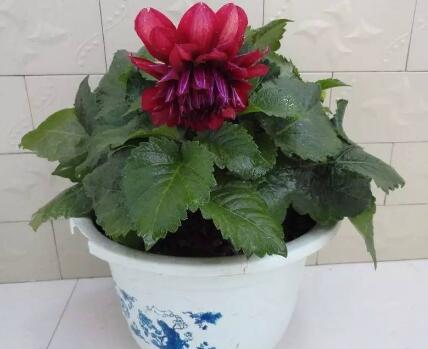 盆栽花卉大麗花的習性有什么特點