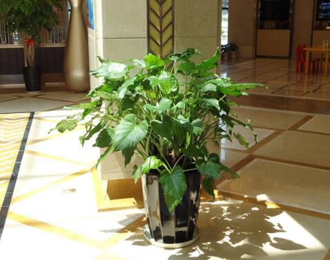 租賃的花卉出現(xiàn)問(wèn)題該怎樣更換?