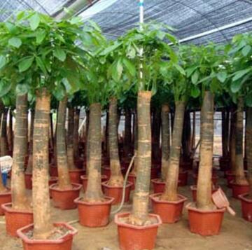 辦公室內(nèi)橡皮樹的養(yǎng)護技巧