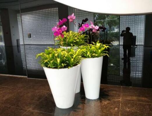 植物租賃介紹夏威夷椰子的養(yǎng)殖方式和注意事項