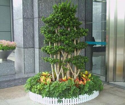 室內(nèi)觀葉植物如何選擇,植物養(yǎng)護(hù)公司應(yīng)該怎樣進(jìn)行養(yǎng)護(hù)