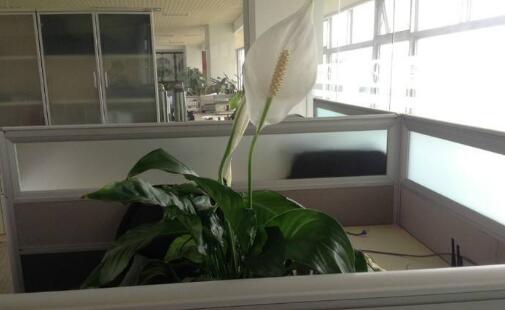 辦公室放什么綠植好,辦公室適合擺放什么植物